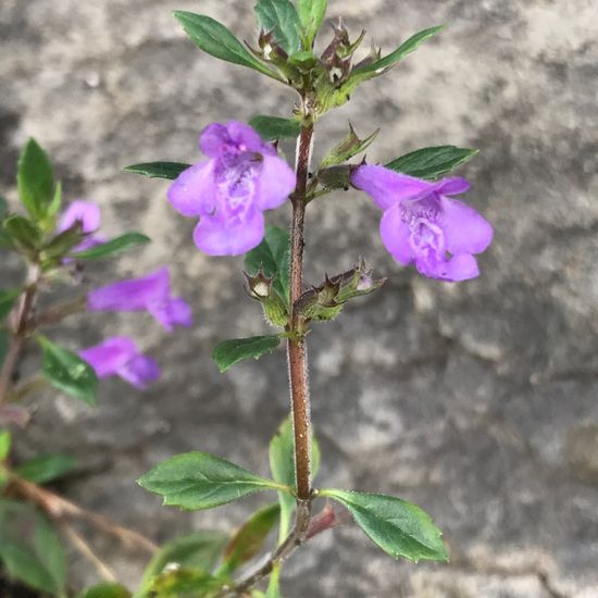 Acinos alpinus: Plant in habitat Rock areas in the NatureSpots App