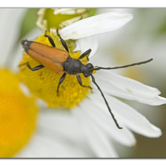 Leptura quadrifasciata: Animal in habitat Agricultural meadow in the NatureSpots App