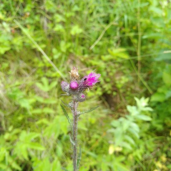 Cirsium palustre: Plant in habitat Temperate forest in the NatureSpots App