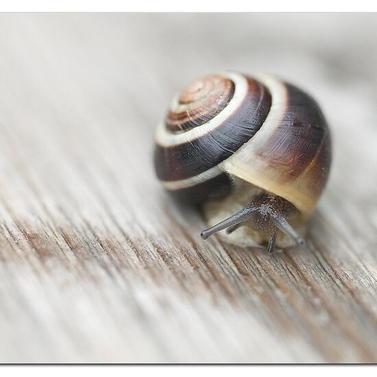 Hain-Bänderschnecke: Tier im Habitat Garten in der NatureSpots App