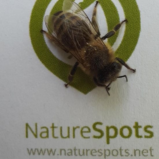 Westliche Honigbiene: Tier im Habitat Stadt und Garten in der NatureSpots App