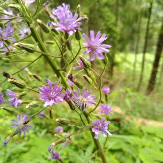 Cicerbita alpina: Plant in habitat Temperate forest in the NatureSpots App