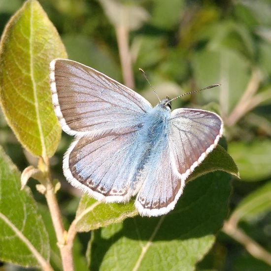 Silbergrüner Bläuling: Tier im Habitat Wald der gemäßigten Breiten in der NatureSpots App