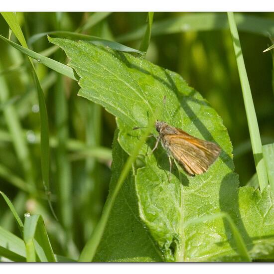 Rostfarbiger Dickkopffalter: Tier im Habitat Landwirtschaftliche Wiese in der NatureSpots App