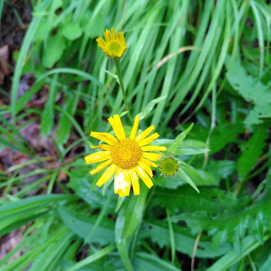 Ochsenauge: Pflanze im Habitat Wald der gemäßigten Breiten in der NatureSpots App