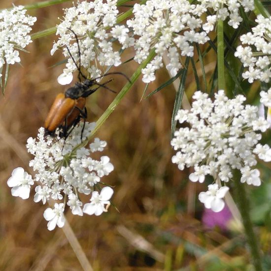 Schwarzspitziger Halsbock: Tier im Habitat Park in der NatureSpots App