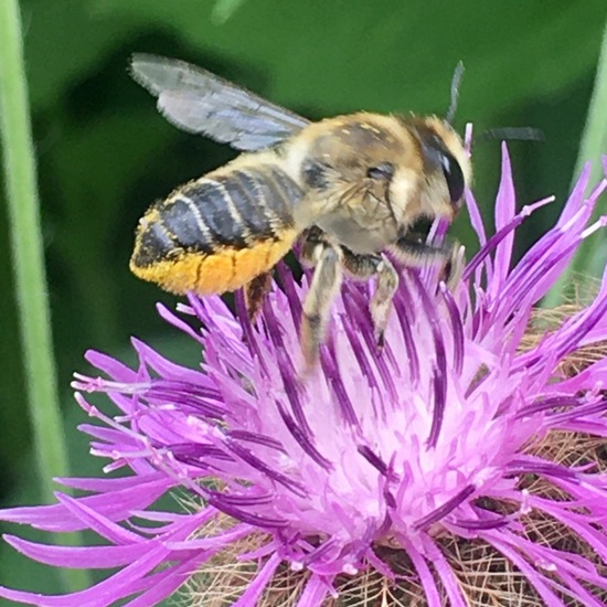 Eine unbekannte Art: Tier im Habitat Garten in der NatureSpots App