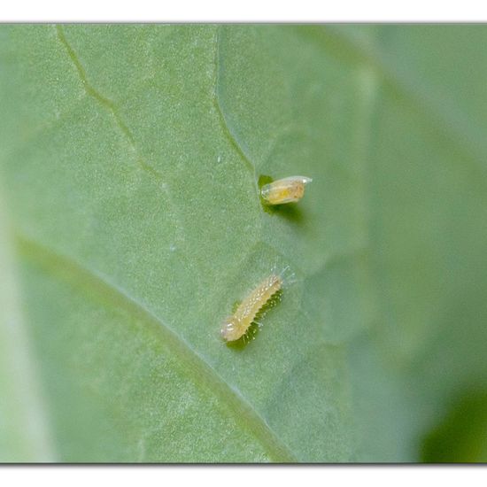 Kleiner Kohlweißling: Tier im Habitat Garten in der NatureSpots App