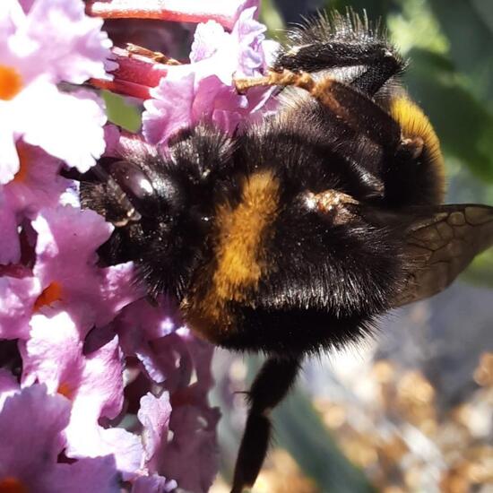 Dunkle Erdhummel: Tier im Habitat Stadt und Garten in der NatureSpots App