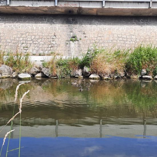 Stockente: Tier im Habitat Fluss in der NatureSpots App