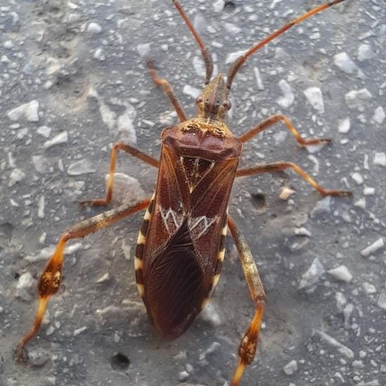 Western conifer seed bug: Animal in habitat City and Urban in the NatureSpots App