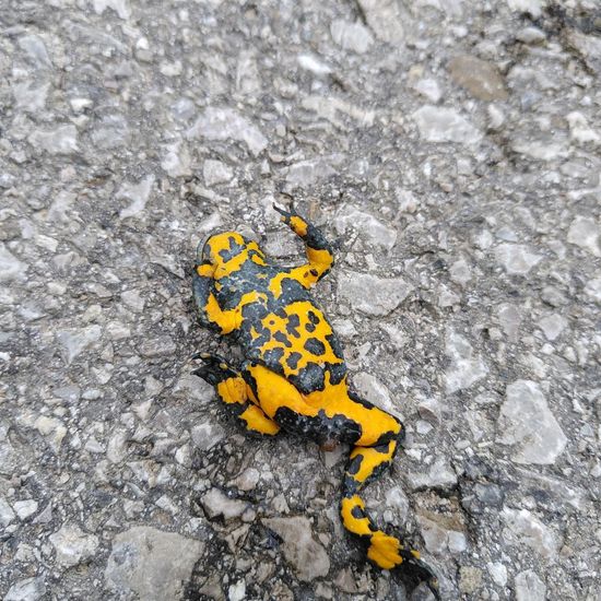 Yellow-bellied toad: Animal in habitat Road or Transportation in the NatureSpots App