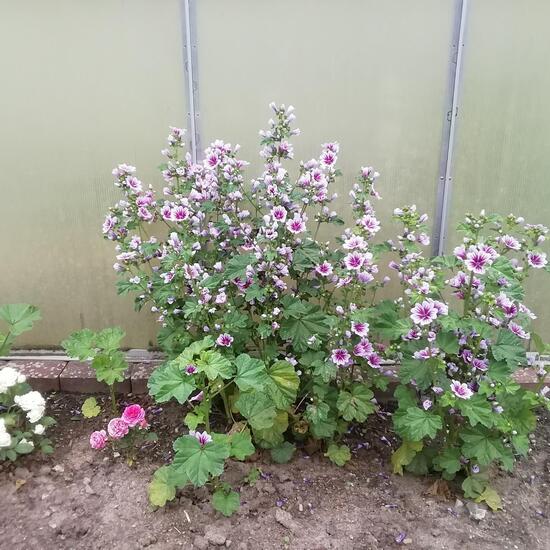 Malva pusilla: Plant in habitat Garden in the NatureSpots App