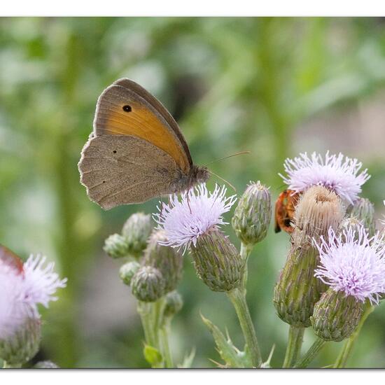 Großes Ochsenauge: Tier im Habitat Landwirtschaftliche Wiese in der NatureSpots App