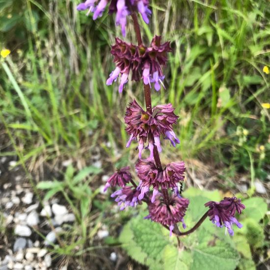 Salvia verticillata: Plant in habitat Rock areas in the NatureSpots App