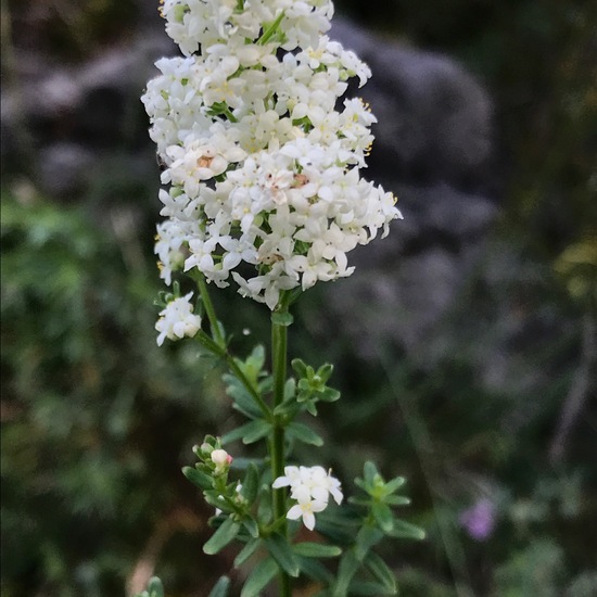 Galium boreale: Plant in habitat Rock areas in the NatureSpots App