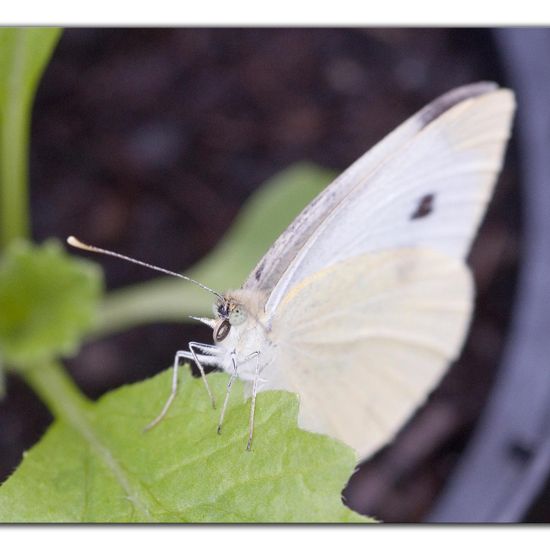 Kleiner Kohlweißling: Tier im Habitat Garten in der NatureSpots App