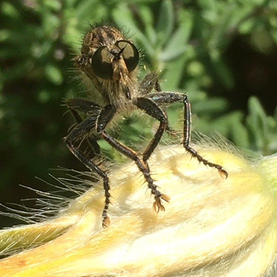 Gemeine Raubfliege: Tier im Habitat Garten in der NatureSpots App