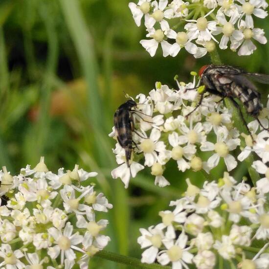 Variimorda villosa: Tier im Habitat Naturnahe Wiese in der NatureSpots App