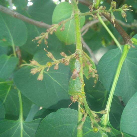 Grüne Stinkwanze: Tier im Habitat Garten in der NatureSpots App