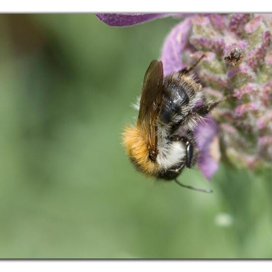 Bombus pascuorum: Animal in habitat Garden in the NatureSpots App