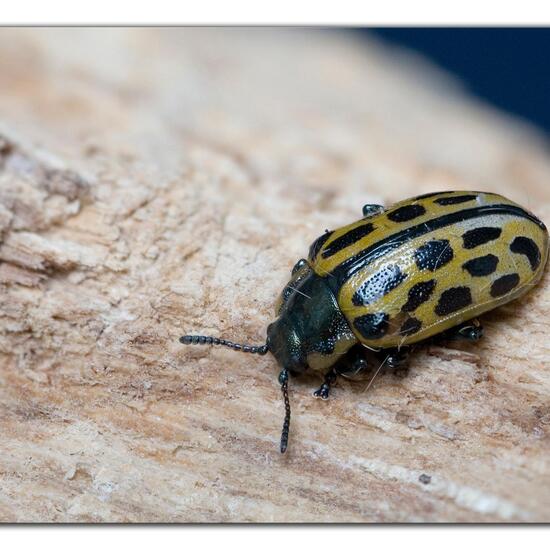 Chrysomela vigintipunctata: Animal in habitat Garden in the NatureSpots App