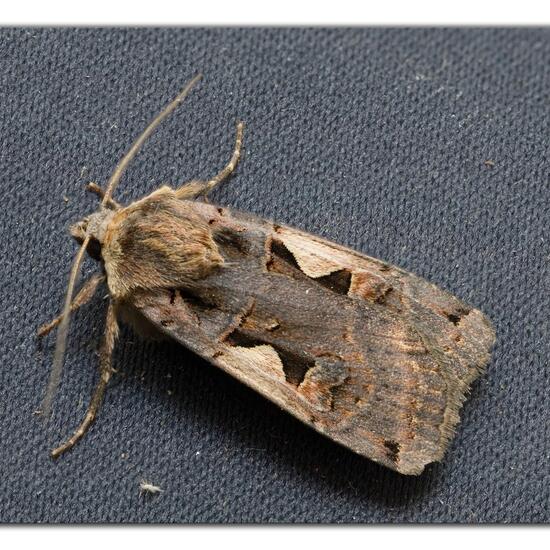 Setaceous Hebrew character: Animal in habitat Garden in the NatureSpots App