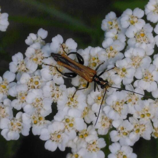 Grüner Scheinbockkäfer: Tier im Habitat Garten in der NatureSpots App