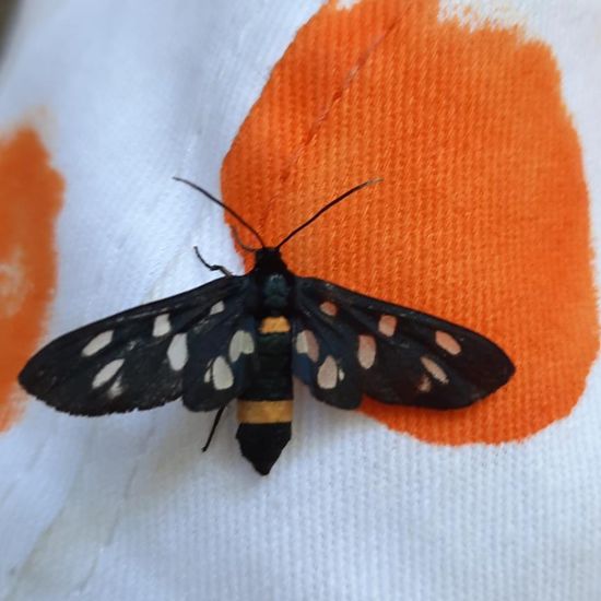 Weißfleck-Widderchen: Tier im Habitat Wald der gemäßigten Breiten in der NatureSpots App