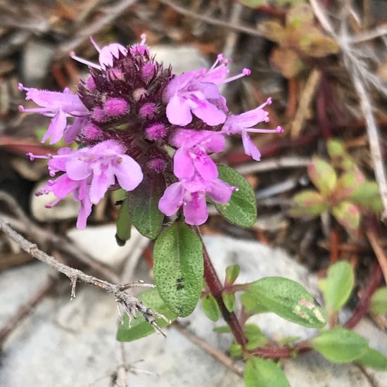 Thymus praecox: Plant in habitat Rock areas in the NatureSpots App