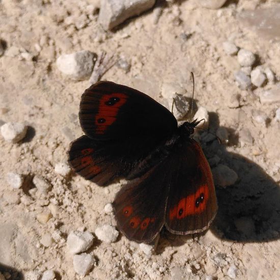 Graubindiger Mohrenfalter: Tier im Habitat Wald der gemäßigten Breiten in der NatureSpots App