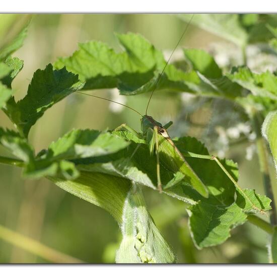 Tettigonia viridissima: Animal in habitat Grassland in the NatureSpots App