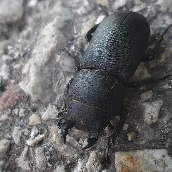 Balkenschröter: Tier in der Natur in der NatureSpots App