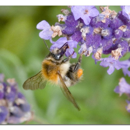 Bombus pascuorum: Animal in nature in the NatureSpots App