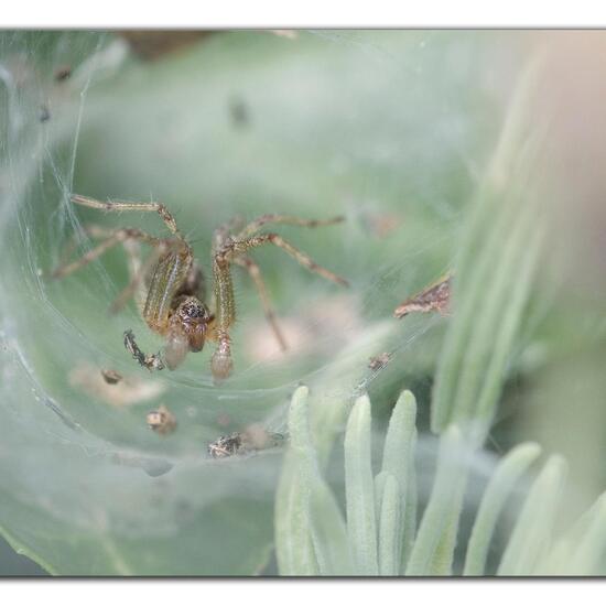 Allagelena gracilens: Tier im Habitat Garten in der NatureSpots App