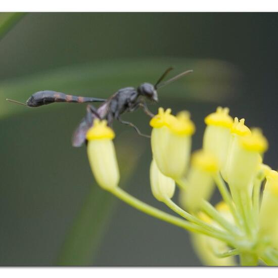 Eine unbekannte Art: Tier im Habitat Garten in der NatureSpots App