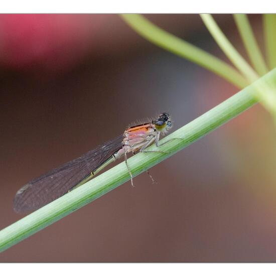 Blue-tailed damselfly: Animal in habitat Garden in the NatureSpots App