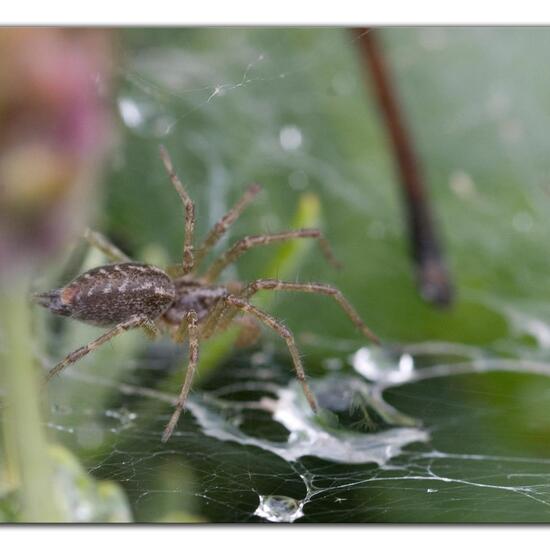 Allagelena gracilens: Tier im Habitat Garten in der NatureSpots App