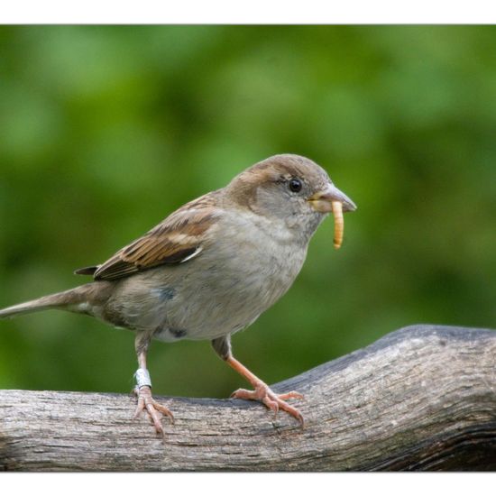 Haussperling: Tier im Habitat Garten in der NatureSpots App