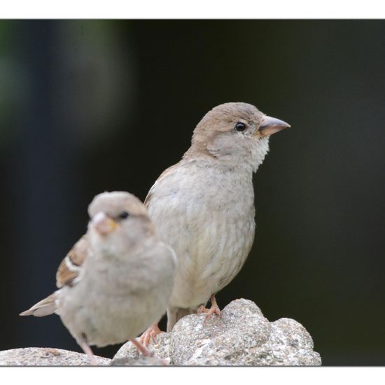 Haussperling: Tier im Habitat Garten in der NatureSpots App