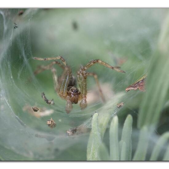 Allagelena gracilens: Tier im Habitat Garten in der NatureSpots App