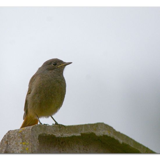 Black Redstart: Animal in habitat Garden in the NatureSpots App