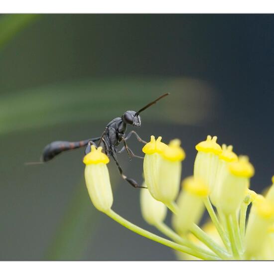 Eine unbekannte Art: Tier im Habitat Garten in der NatureSpots App