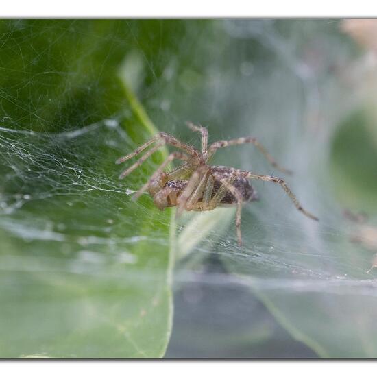 Allagelena gracilens: Tier im Habitat Garten in der NatureSpots App