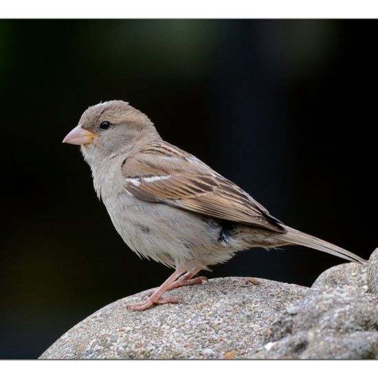 House Sparrow: Animal in habitat Garden in the NatureSpots App