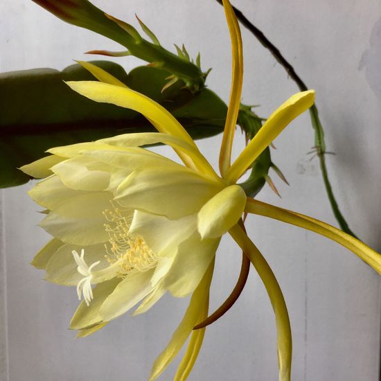 Epiphyllum strictum: Plant in nature in the NatureSpots App