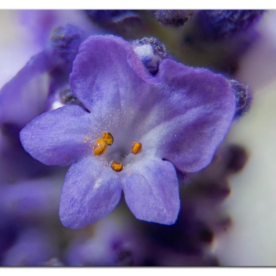 Lavendel: Pflanze im Habitat Garten in der NatureSpots App