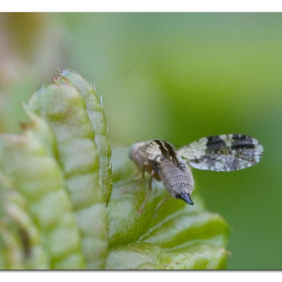 Tephritis formosa: Tier im Habitat Garten in der NatureSpots App