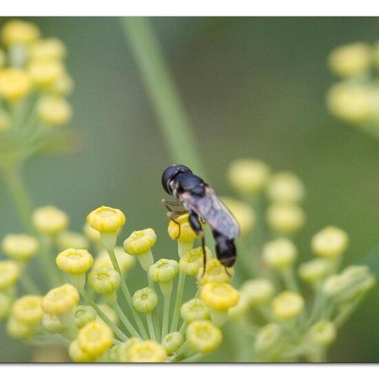 Kleine Mistbiene: Tier im Habitat Garten in der NatureSpots App