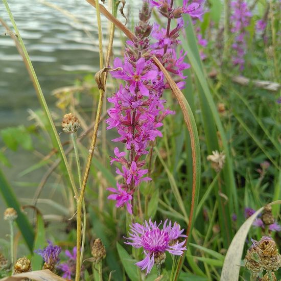 Lythrum salicaria: Plant in nature in the NatureSpots App